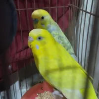 مرغ عشق|پرنده|برازجان, |دیوار
