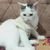 وگذاری dsh پسر