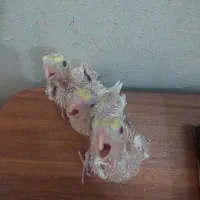 جوجه عروس هلندی سرلاکی