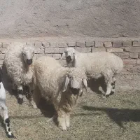 بره نر وطنی