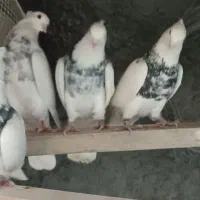 طوقی ساده|پرنده|گلپایگان, |دیوار