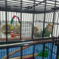 سه عدد طوطی برزیلی بالغ مولد|پرنده|کرمانشاه, |دیوار