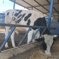 گاو گوساله نر هولشتاین 400کیلویی