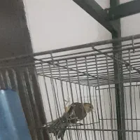 سهره قناری نر ابلغ چونه سفید دهن سهره