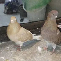 کبوتر|پرنده|پردیس, فاز ۲|دیوار