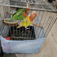 کوتوله برزیلی همراه با قفسه مطلقات