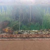 دو عدد ماهی اسکار جفت