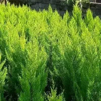 کاج لاوسون گلدان۳/۵و۷و۱۲|گل و گیاه طبیعی|کلاچای, |دیوار