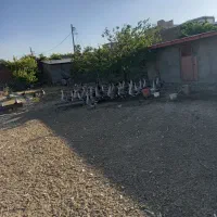 فروش گله مولد قو غاز|حیوانات مزرعه|بناب, |دیوار