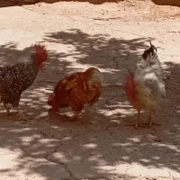 خروس