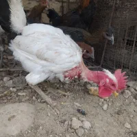 فروش جوجه خروس محلی اصل