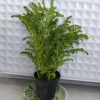 انواع گل و گیاه، یکی بخر یه گل اشانتیون ببر