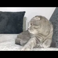 گربه نر