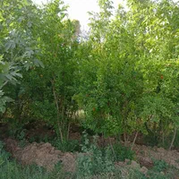 باغ ویلای سرسبز به متراژ 3900 متر غرق آباد نوبران|فروش خانه و ویلا|قم, صفائیه|دیوار