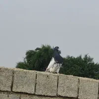 کله ای نر جلد|پرنده|شوشتر, |دیوار