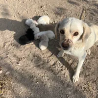 واگزاری توله پا کوتاه