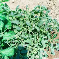 بذر یونجه درجه یک