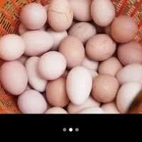 تخم مرغ محلی نطفه دار وخوراکی تازه