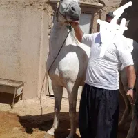 اسب مادیان خیلی آرام،ترکمن،یموت،شکم خالی،آماده کشش|اسب و تجهیزات اسب‌سواری|تاکستان, |دیوار