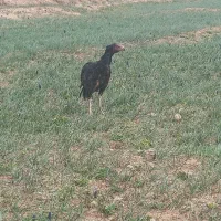 جوجه لاری جوجه جلاد ساری