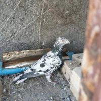 کبوترسرور