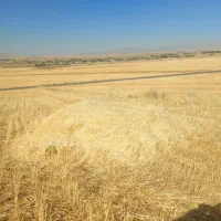 فروش کاه جو دیم