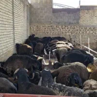 فروش بره نر چاق کشتاری