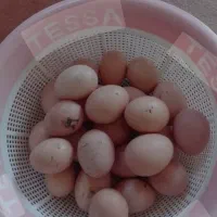 تخم مرغ محلی وتازه تازه