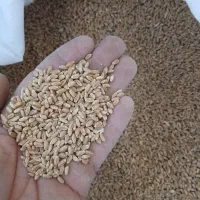 سلام۲تن گندم بذری