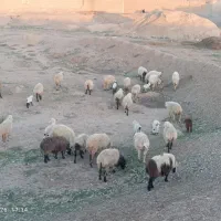 24میش داشتی|حیوانات مزرعه|خوسف, |دیوار