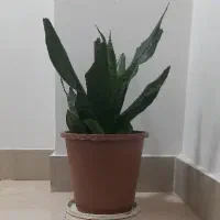 دوعدد گل شمشیری و ی عدد گل بوته ای شاخ بزی