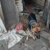 سگ ژرمن|سگ|تربت‌حیدریه, بالا ولایت|دیوار