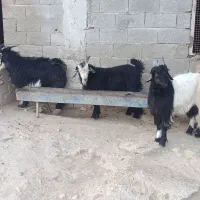 بیگ تخمی