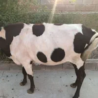 شنگل