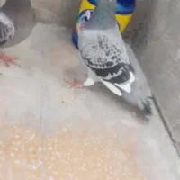 پلاک