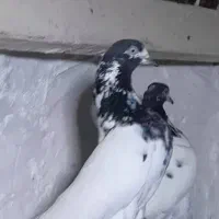 کبوتر پاکستانی|پرنده|اصفهان, ارغوانیه|دیوار