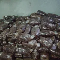 خرما شیره دارسال قبل