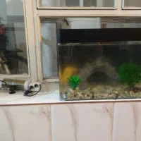 اکواریوم تمیز