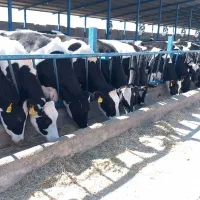 گاو گوساله تلیسه|حیوانات مزرعه|اصفهان, گرکان|دیوار