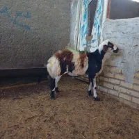 بره قوچ پلنگی پوست گاوی|حیوانات مزرعه|بروجرد, |دیوار