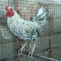 خروس محلی اصل معاوضه با ps2|حیوانات مزرعه|خاش, |دیوار