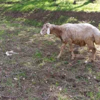 قوچ اصیل شال|حیوانات مزرعه|منجوان, |دیوار