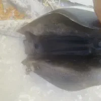 باک موتور|قطعات یدکی و لوازم جانبی|آبادان, |دیوار