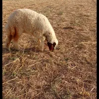 دو عدد بره ماده