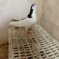 چپ سیاه|پرنده|نصر آباد, |دیوار