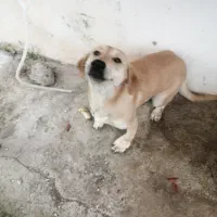 وااگذار ی ماده سگ|سگ|لاهیجان, آهندان|دیوار