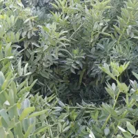 باقالی تازهـ