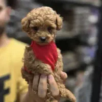 توله پودل عروسکی|سگ|شیراز, شهرک بزین|دیوار