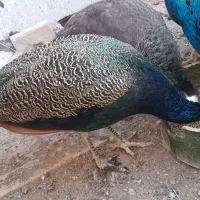 فروش طاووس