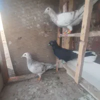 ۳ تا ماده درجه یک